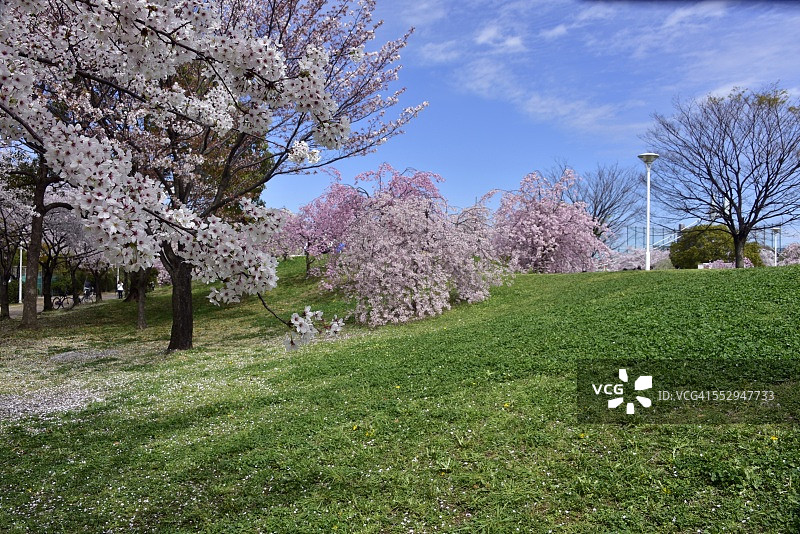 盛开的树木图片素材