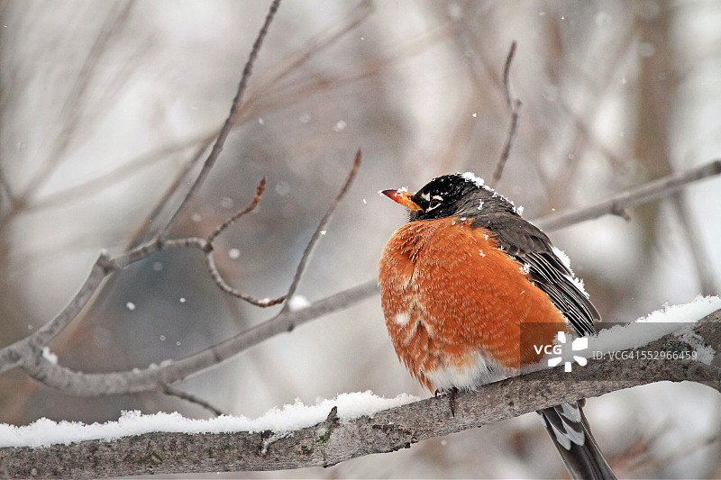 栖息在雪中的美洲知更鸟图片素材