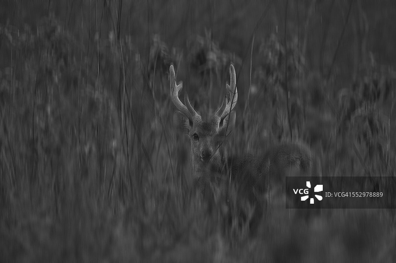 田野里的豚鹿图片素材