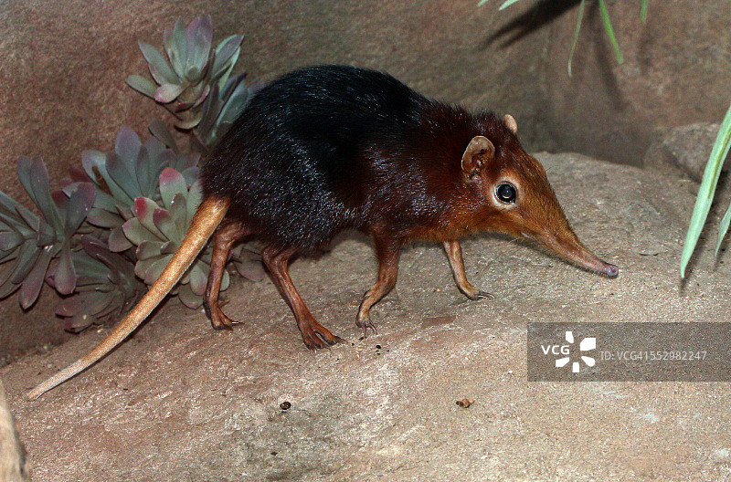 聪明的大象鼩图片素材