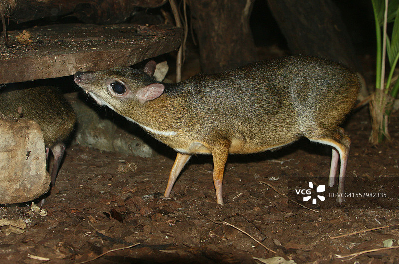 小鼷鹿图片素材