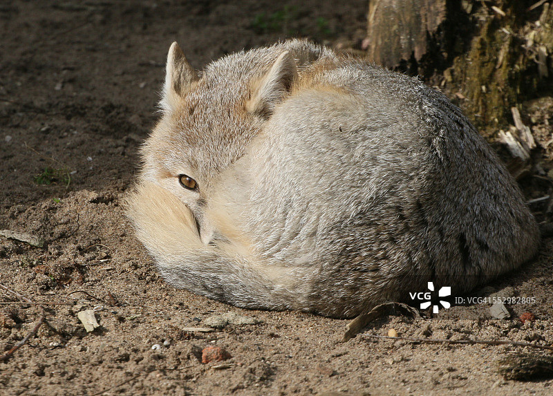 谨慎的敏捷狐狸图片素材