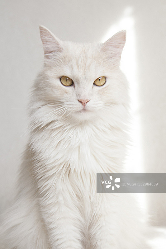 土耳其安哥拉猫宠物白色可爱猫咪图片素材