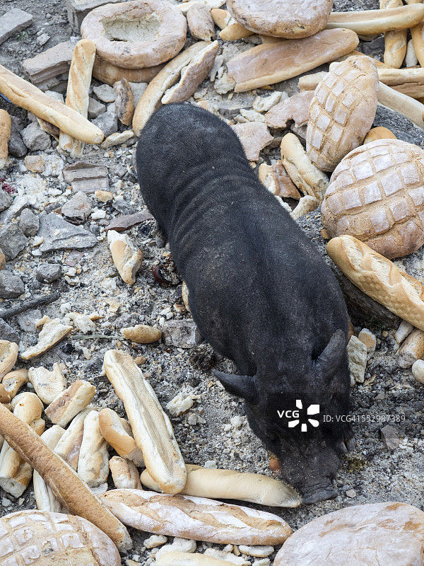 在畜栏里吃面包的越南猪图片素材