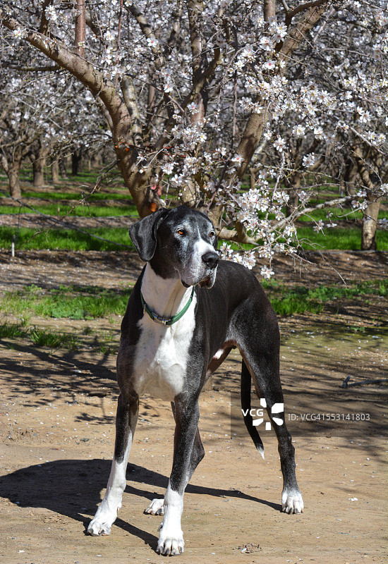 杏树花前的大丹犬图片素材