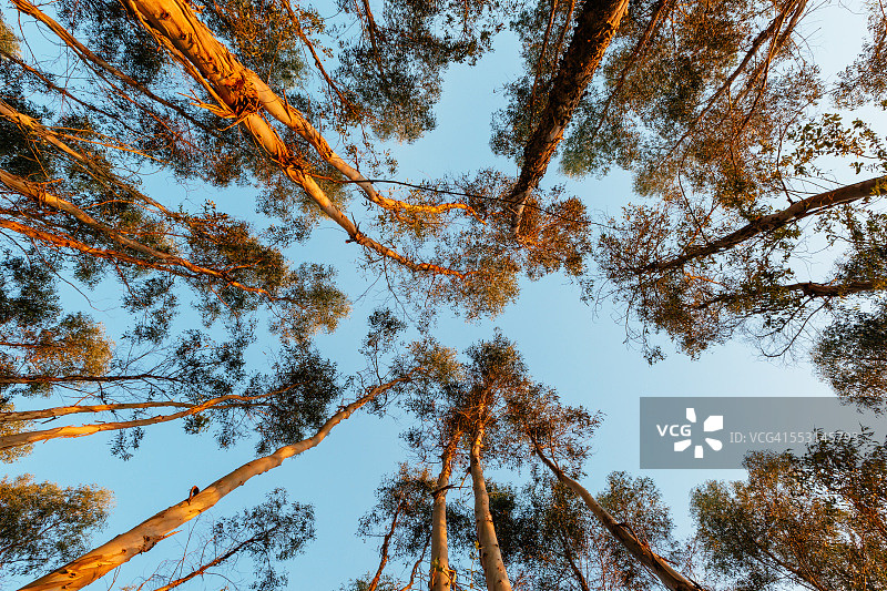 西澳大利亚卡里森林图片素材