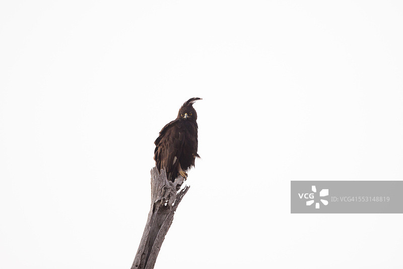 长冠鹰图片素材