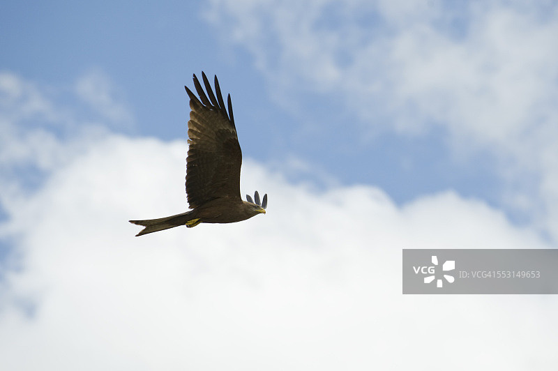坦桑尼亚的非洲鹰图片素材