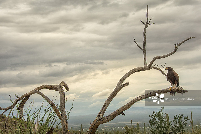 树上的一只哈里斯鹰图片素材