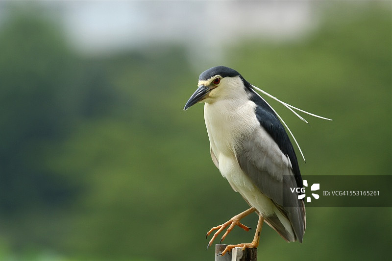 黑冠夜鹭图片素材