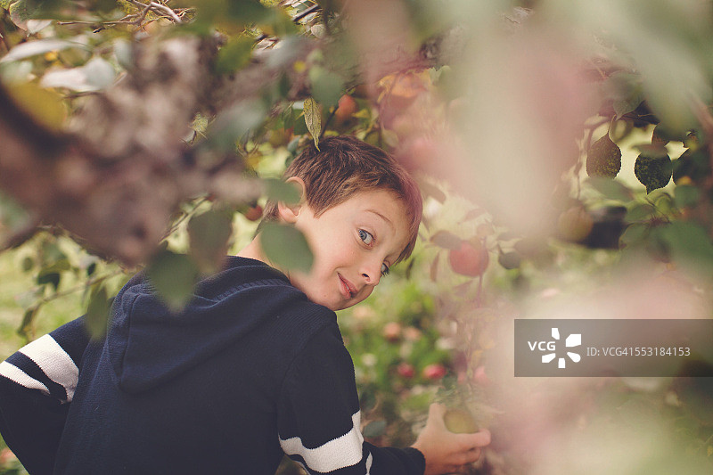 苹果采摘图片素材
