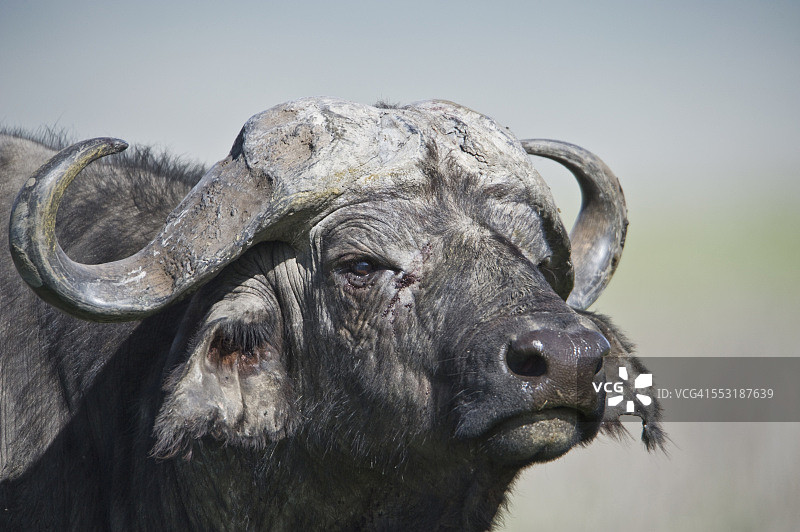 好望角野牛图片素材
