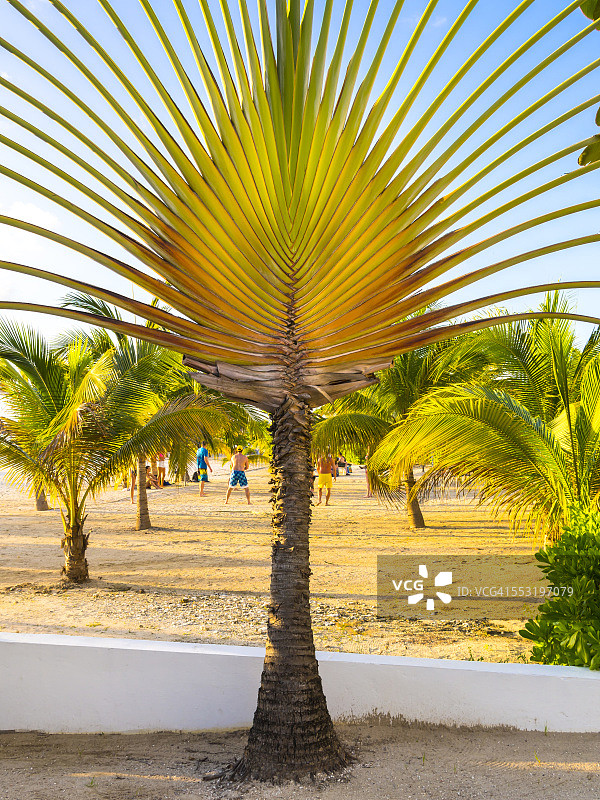 加勒比海牙买加海滩上的旅人蕉图片素材