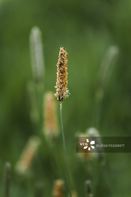 德国：盛开的田野草甸狐尾草图片素材