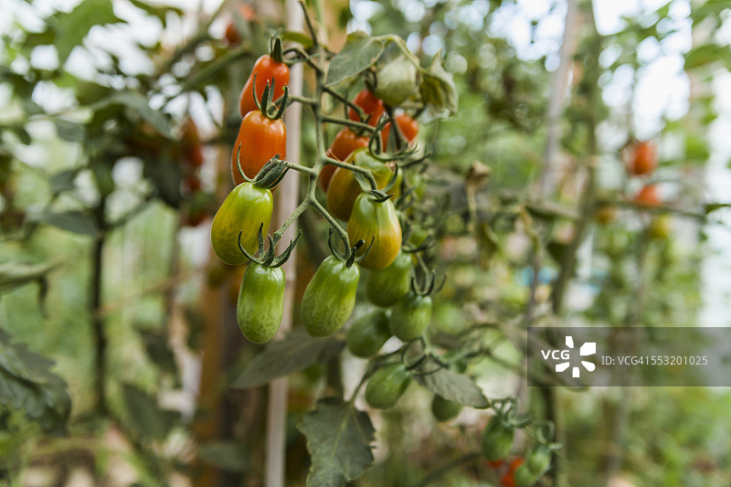 西红柿图片素材