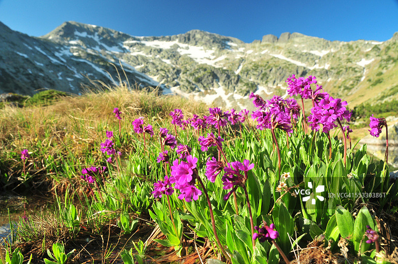 保加利亚里拉山的报春花图片素材