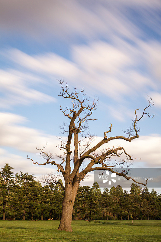 美丽天空下的光秃秃的树木，威尔士图片素材