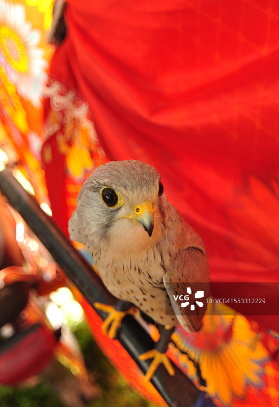 凝视者图片素材