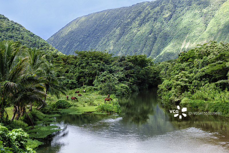 威庇欧山谷河岸边的野马图片素材