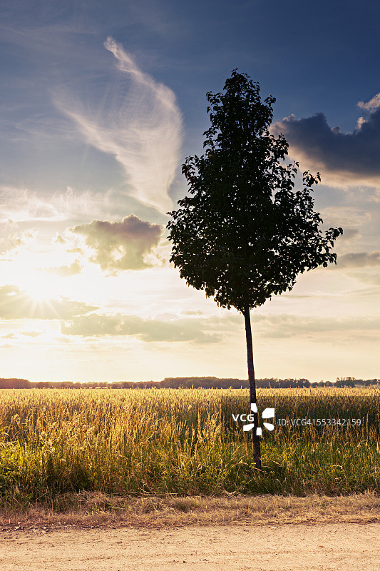 勃兰登堡和一棵小树的日落图片素材