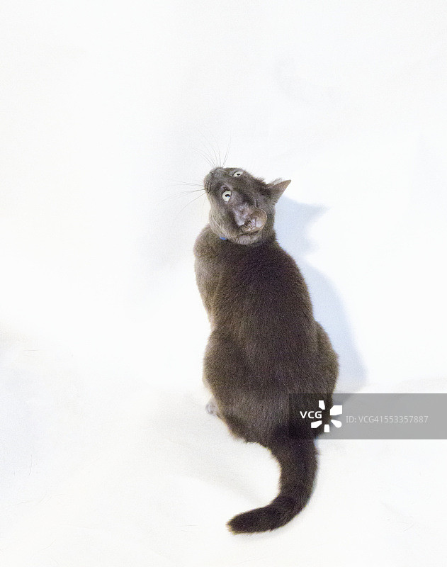 向上看的俄罗斯蓝猫图片素材