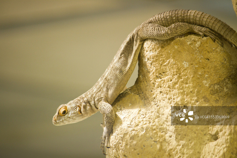 蜥蜴图片素材