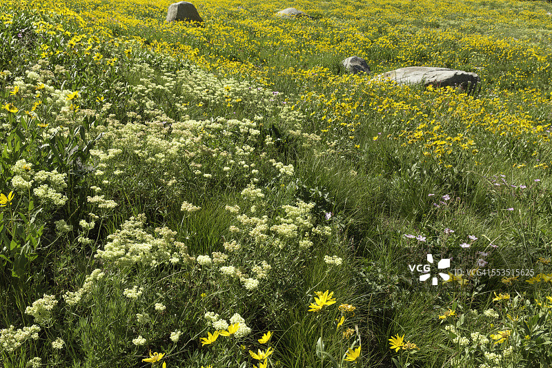 美国犹他州的野生花卉草甸图片素材