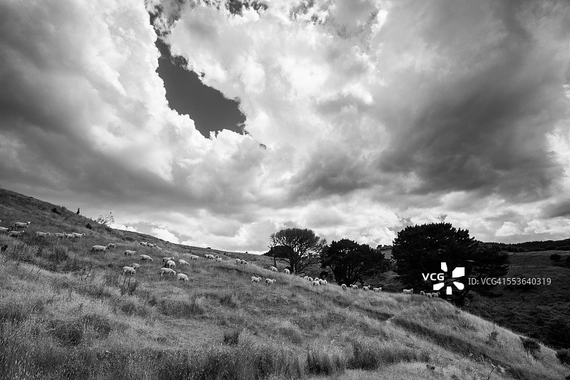 在有壮丽天空的山丘上吃草的羊图片素材