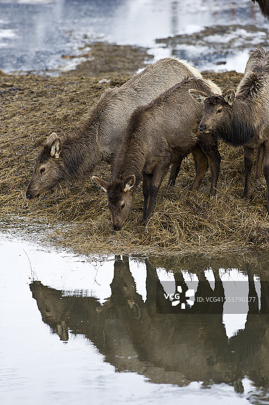 阿拉斯加州，吉尔德伍德的麋鹿图片素材