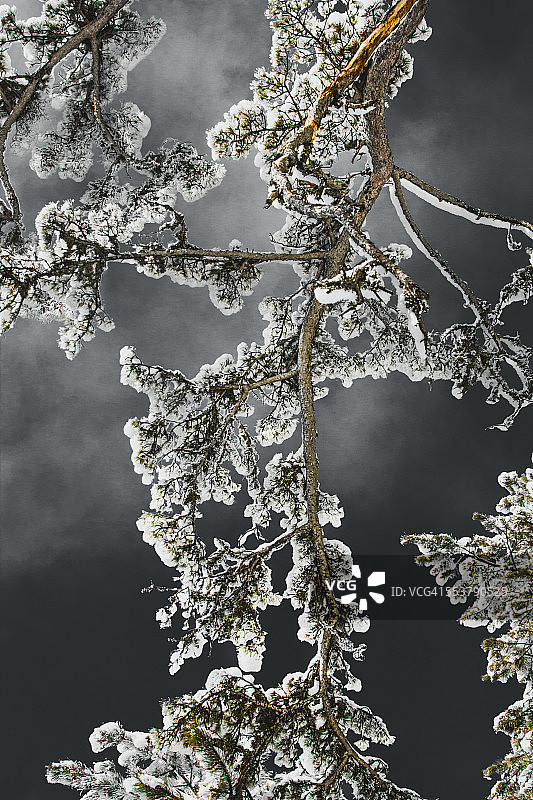 黑松的雪枝，背景是昏暗的天空图片素材