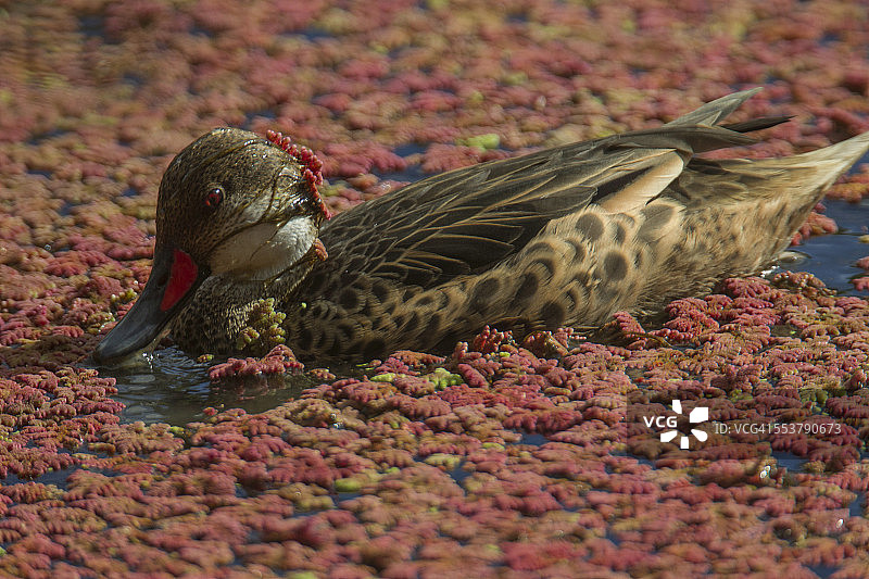 白颊针尾鸭，圣克鲁斯岛，加拉帕戈斯群岛，厄瓜多尔图片素材