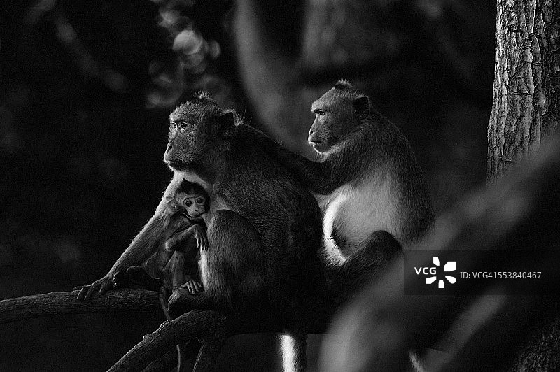 猕猴家族图片素材