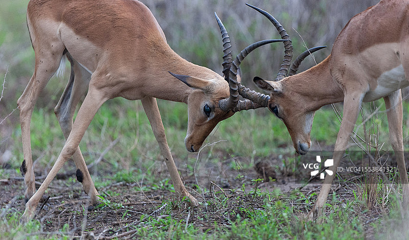 黑斑羚打斗图片素材