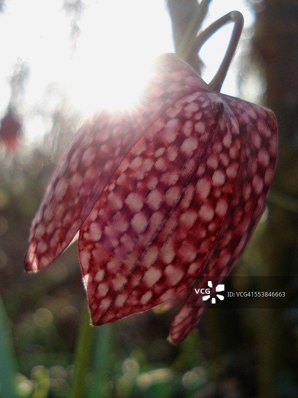 阳光下的贝母图片素材