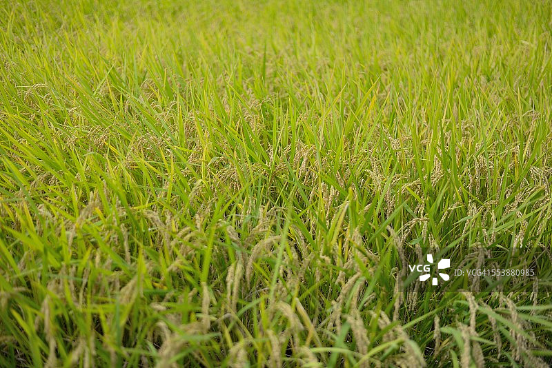 稻米收割图片素材