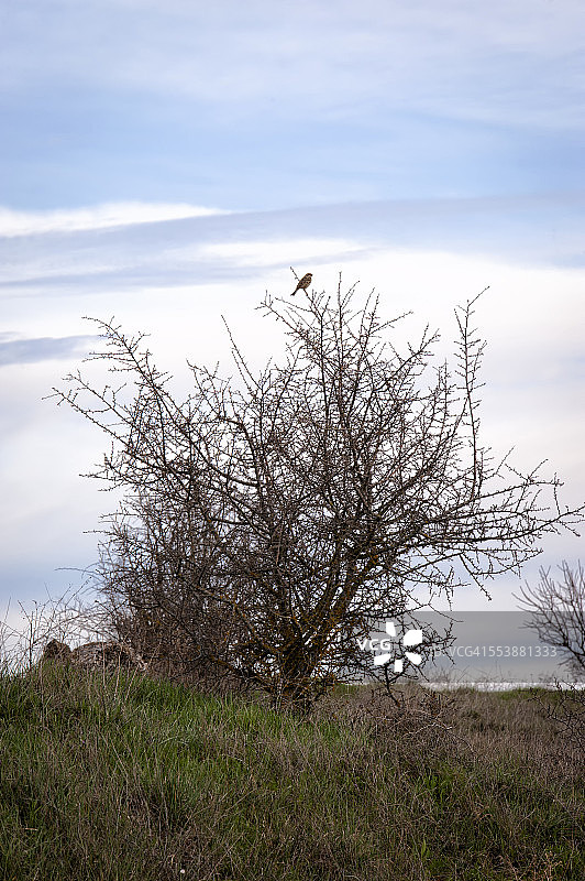 日落时分栖息在灌木上的麻雀图片素材