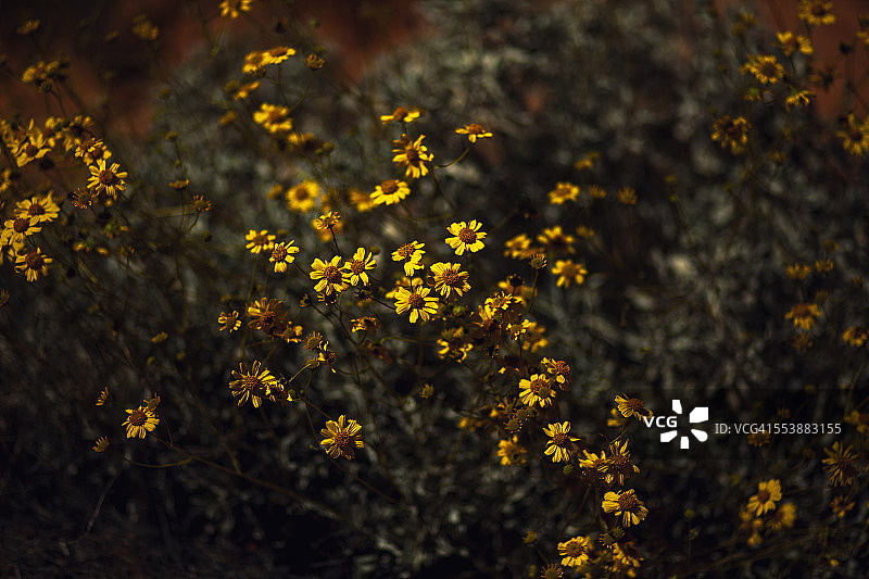 火焰谷的沙漠春花图片素材