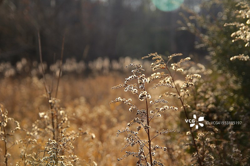 田野里的干燥豚草图片素材