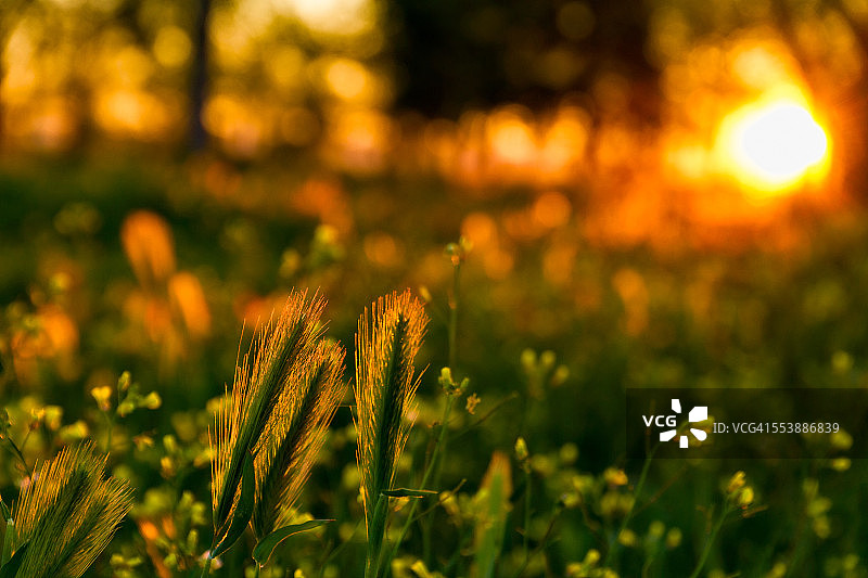 破晓时分图片素材