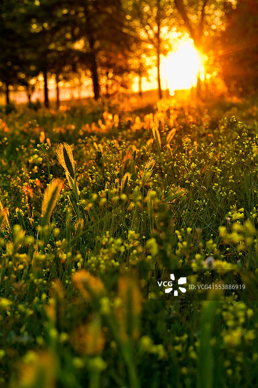 破晓时分图片素材