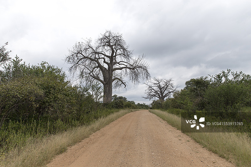 猴面包树图片素材