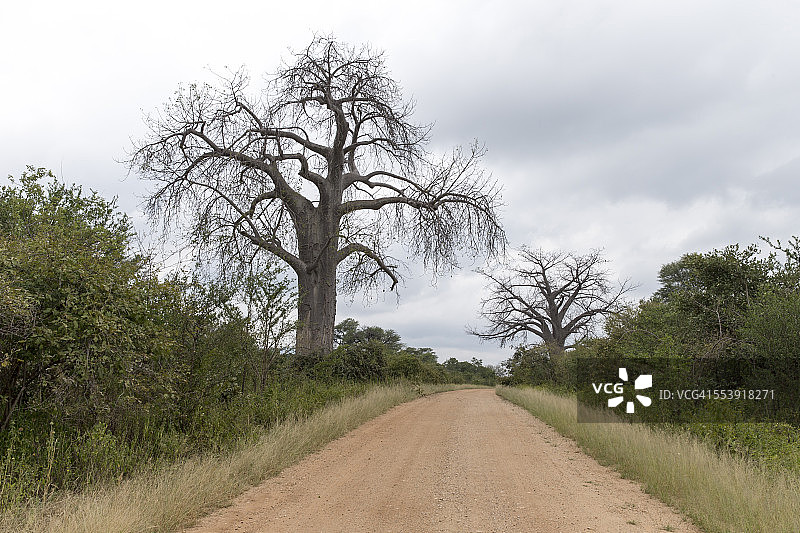 猴面包树图片素材