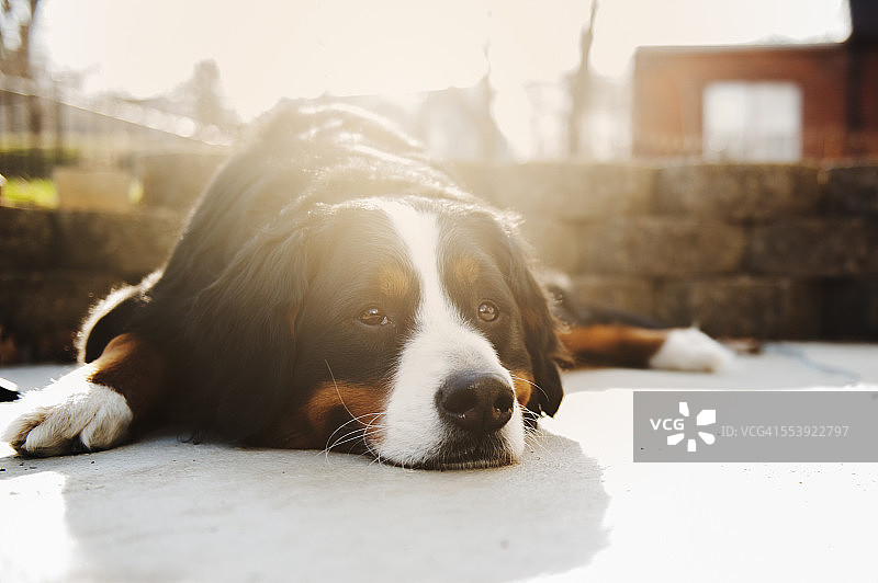 伯恩山犬在阳光下图片素材