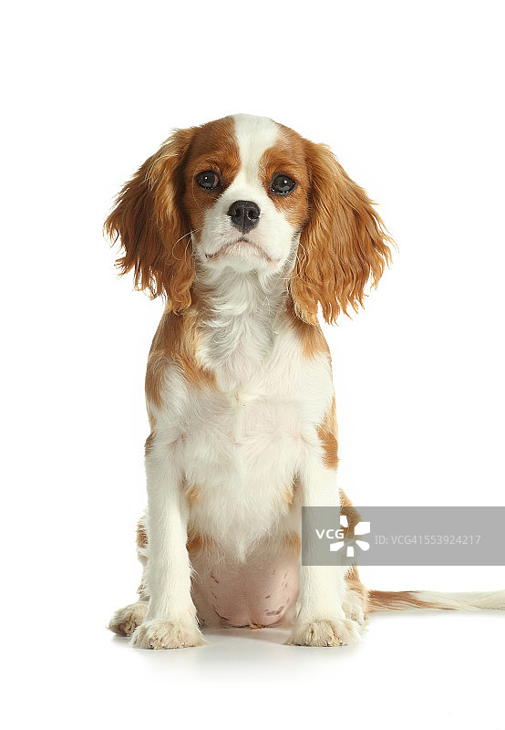 白色背景上的西班牙猎犬图片素材