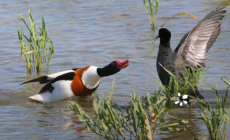 翘鼻麻鸭与骨顶鸡图片素材
