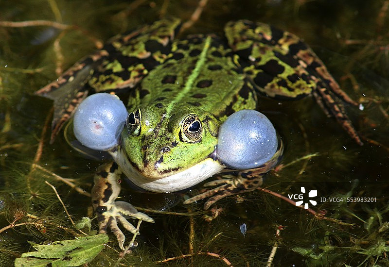 泳池青蛙充气玩具图片素材