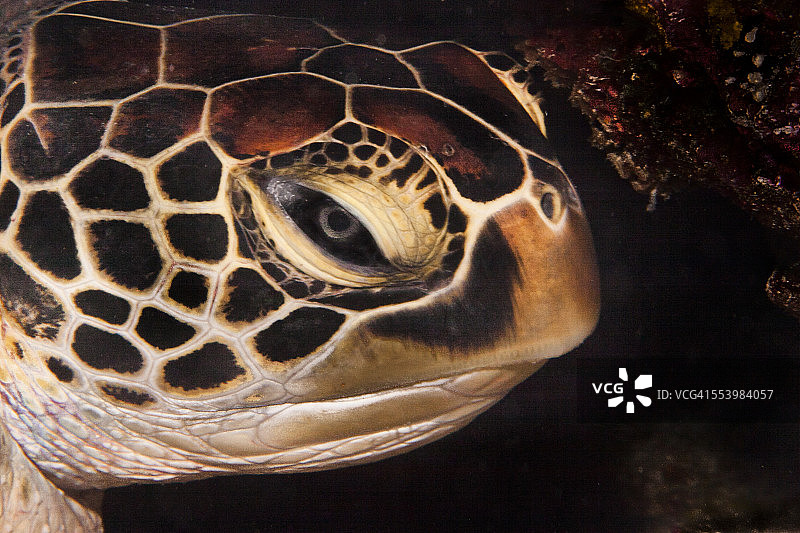 海龟先生图片素材