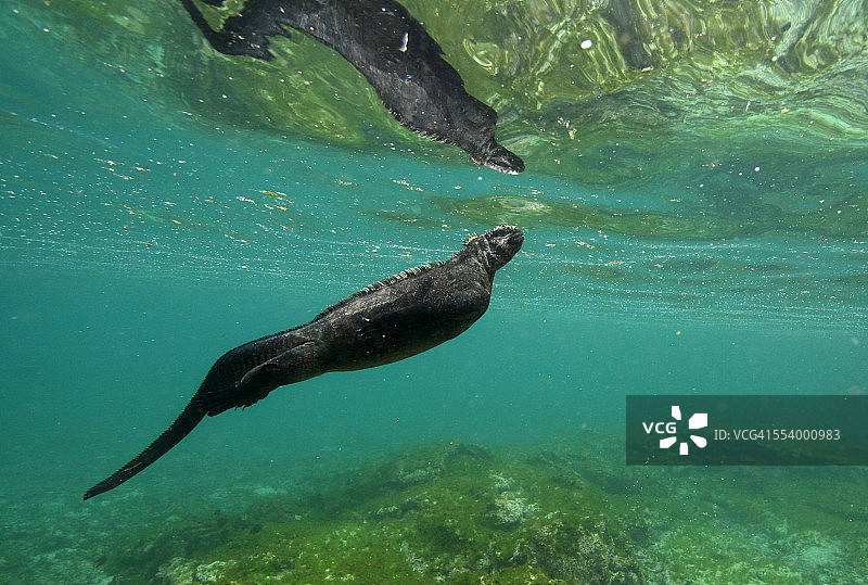 加拉帕戈斯群岛水下海洋鬣蜥图片素材