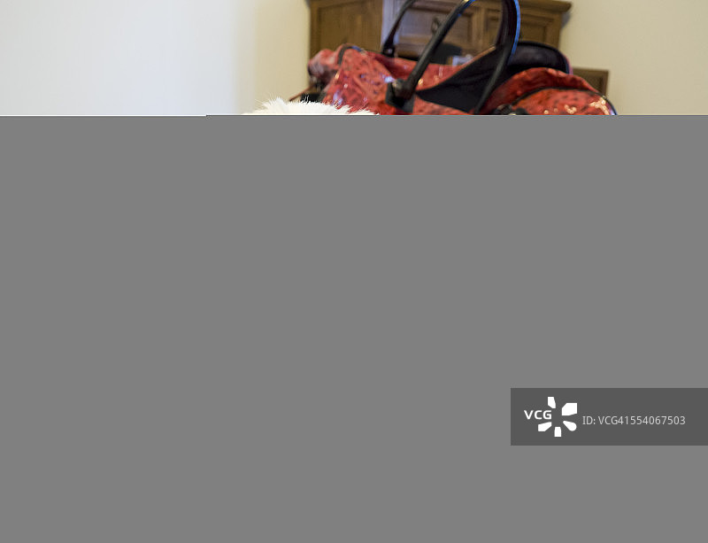 悲伤的狗狗看着主人打包行李图片素材