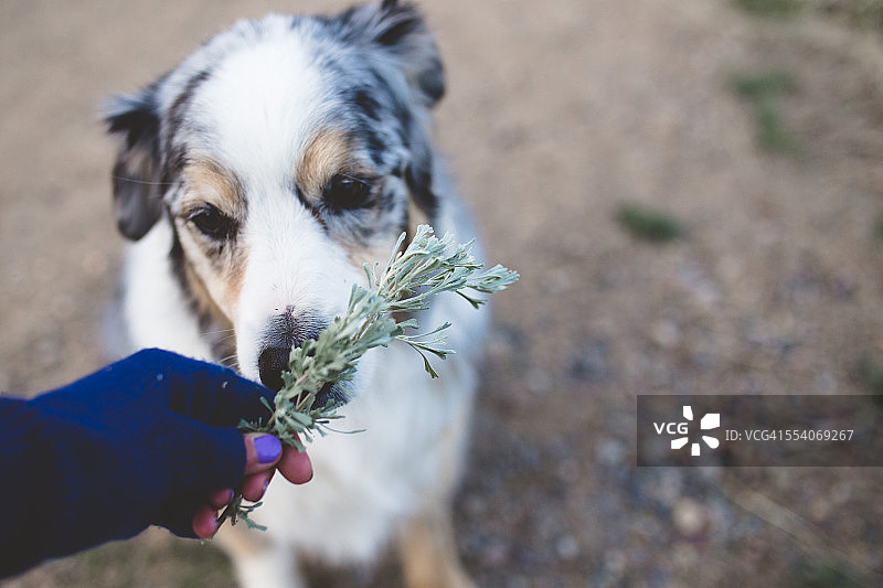 狗嗅着女人手中的鼠尾草图片素材